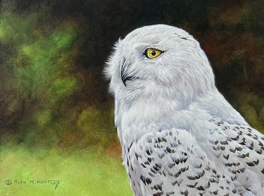Snowy Owl Study Painting by Alan M Hunt