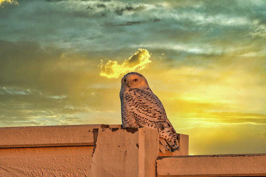 Snowy Owl Sunset Photograph by Randall Branham