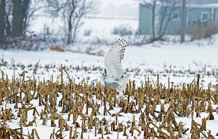 Snowy Owl Take Off From Field Photograph by Debbie Oppermann