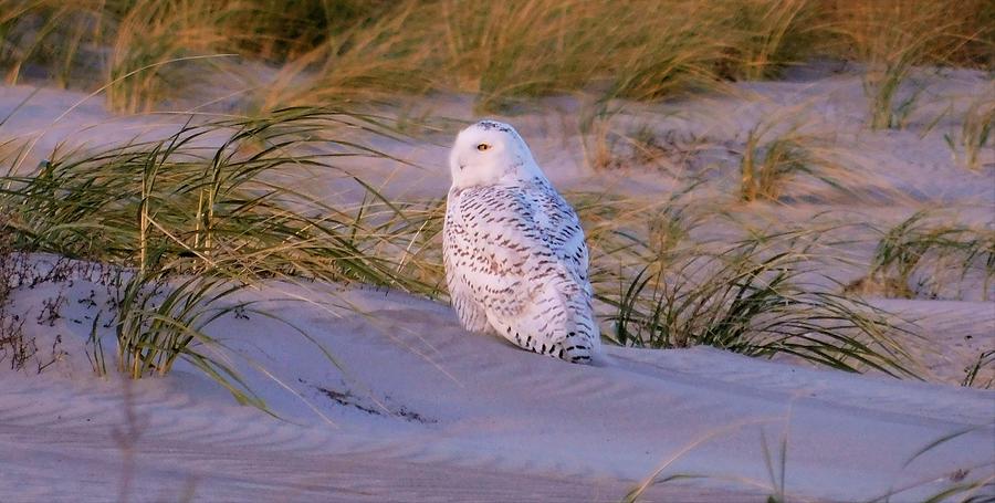 - Snowy Owl  Photograph by THERESA Nye
