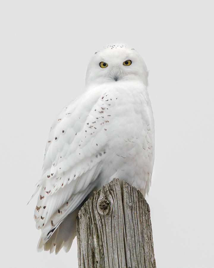 Owl Photograph - Snowy Owl by Timothy McIntyre