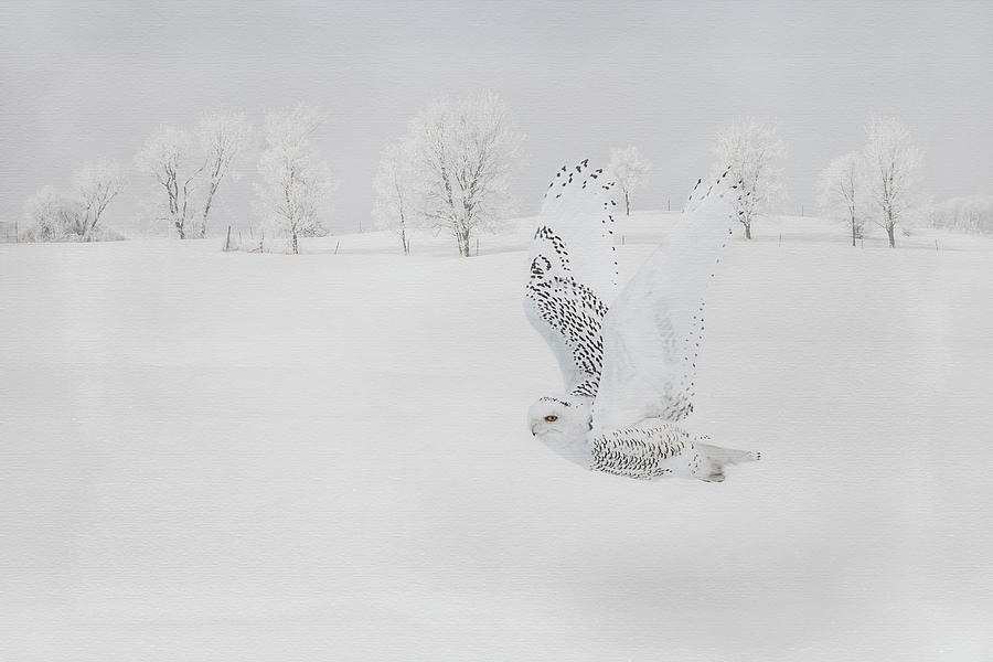 Snowy Owl White Landscape Photograph by Patti Deters