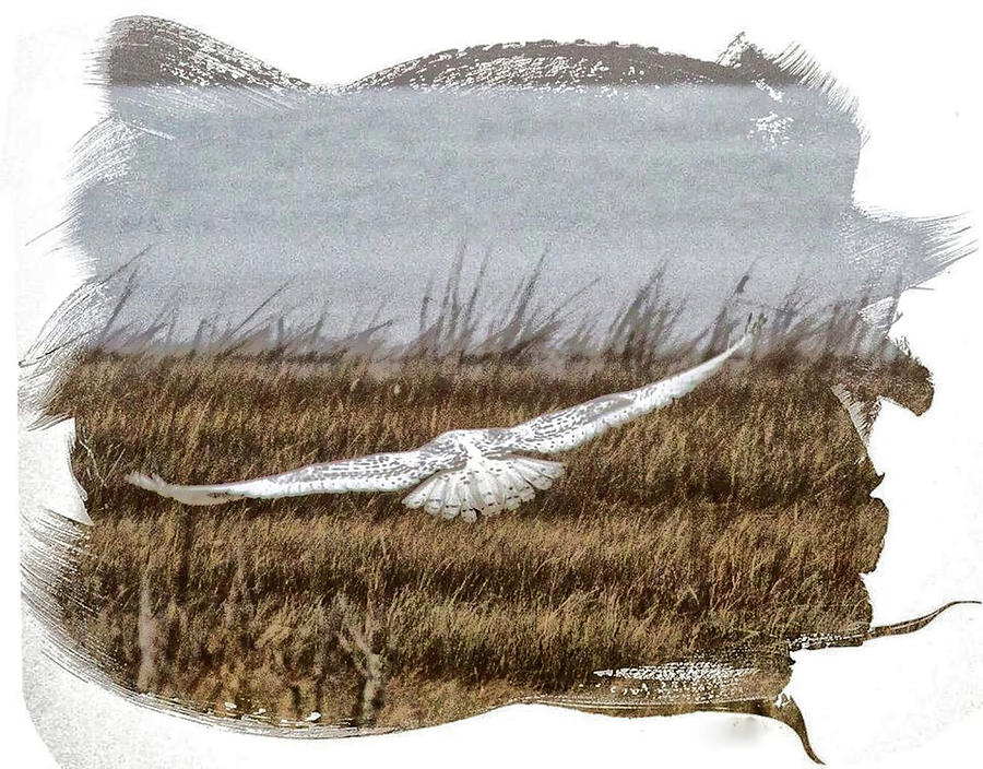 Snowy Owl Wing Span Photograph by Constantine Gregory