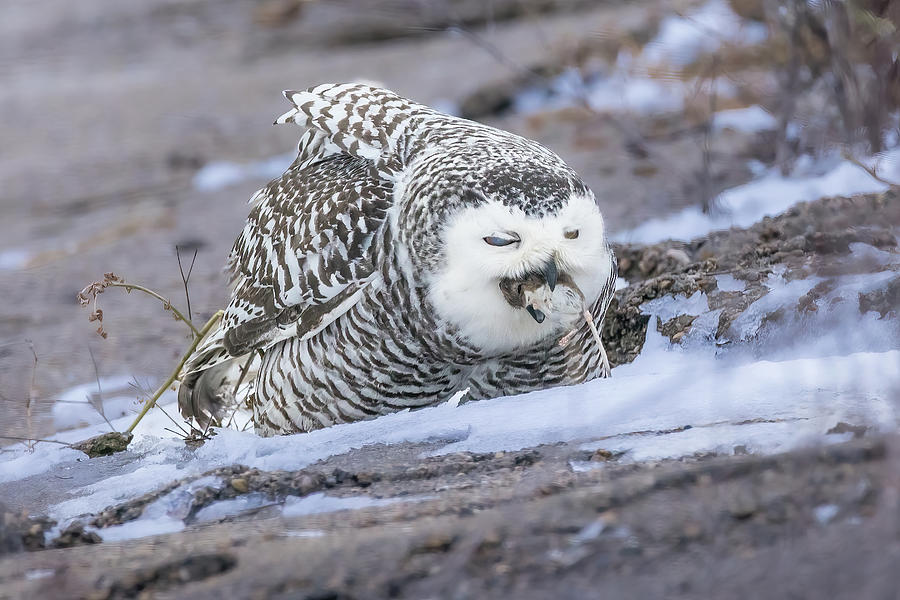 Snowy Owl With Mouse Photograph by Eric Vandenberg - Fine Art America