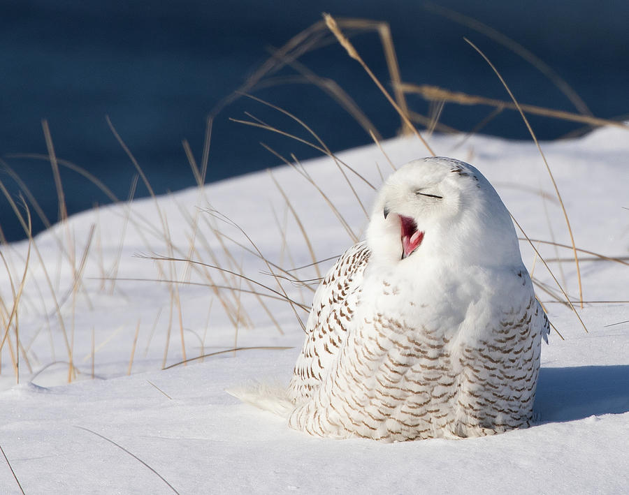 Snowy Owl Yawn Photograph by Robyn Lafata