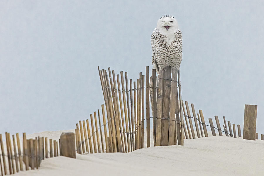 Snowy Owl Yawn Photograph by Susan Candelario