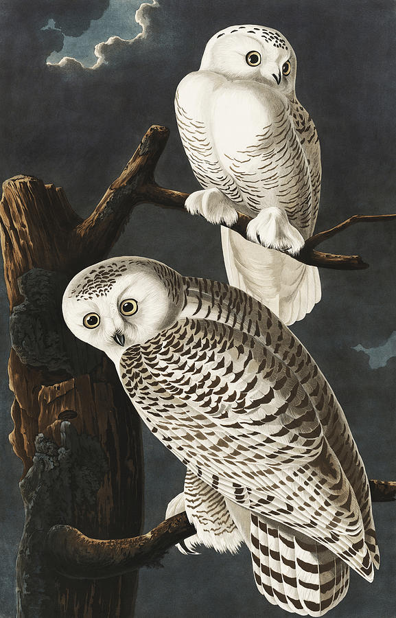 Snowy Owls. John James Audubon Painting by World Art Collective