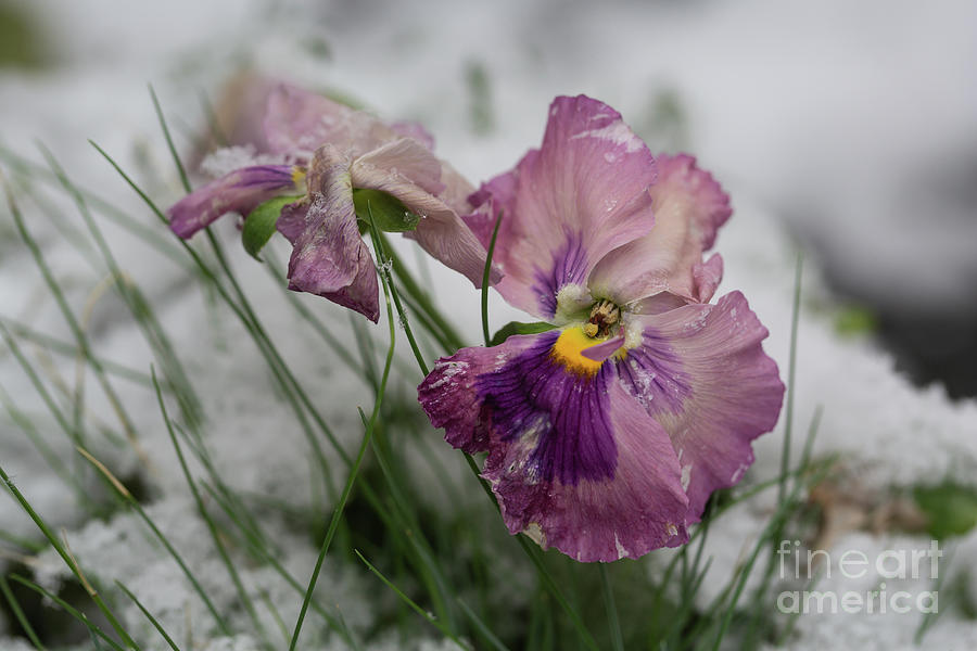 Winter Photograph - Snowy Pansies by Eva Lechner