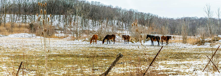 Snowy Pasture Photograph by Todd Reese
