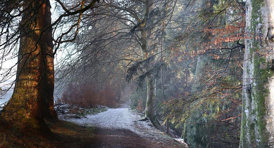 Snowy Path in the Scottish Forest Photograph by Geoff Harrison