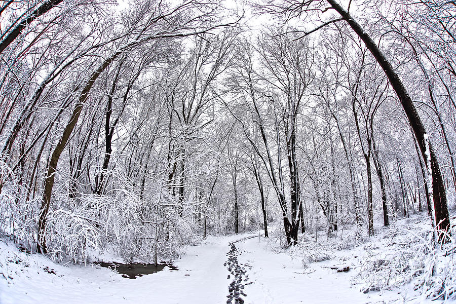 Snowy Path In Urbana Photograph by SCB Captures