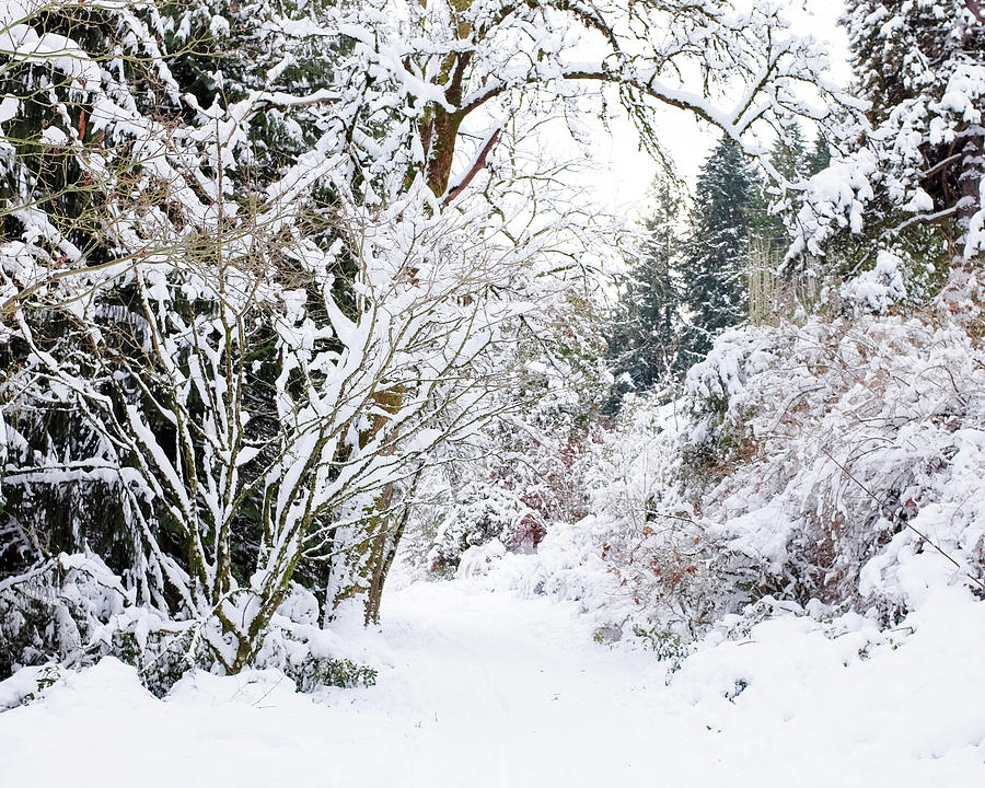 Snowy Path Photograph by Lupen Grainne
