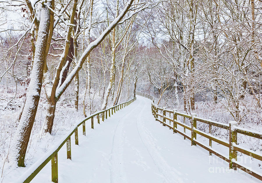 Snowy path through trees, Sherwood Forest, Nottingham, England Photograph by Neale And Judith Clark