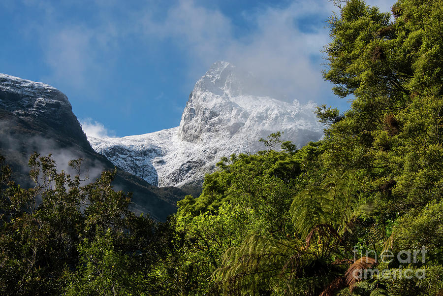 Snowy Peak and Trees in Milford Sound Photograph by Bob Phillips