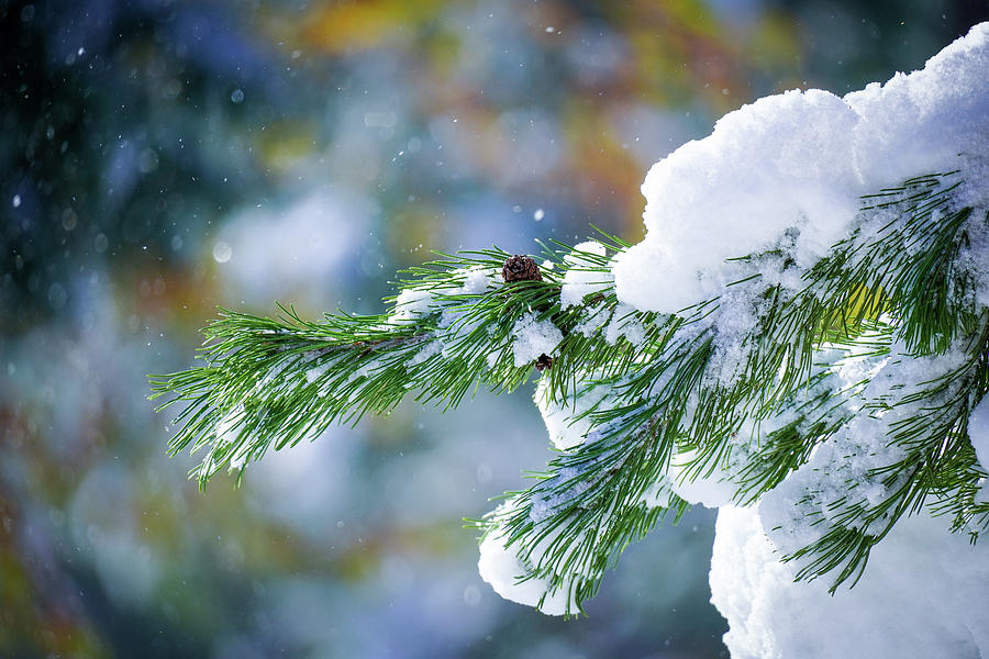 Snowy Pine Photograph by Dan Smith - Fine Art America