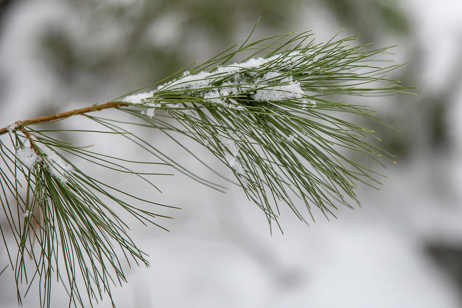 Snowy Pine  Photograph by Denise Kopko