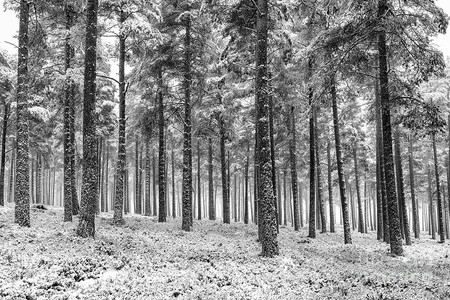 Snowy Pine Forest Monochrome Photograph by Tim Gainey