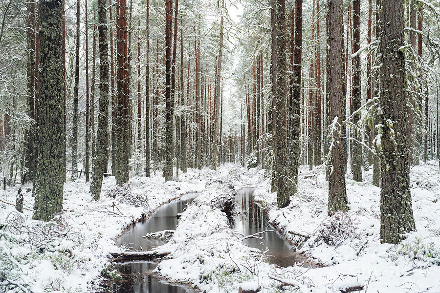 Snowy Pine Forest  Photograph by Tim Gainey
