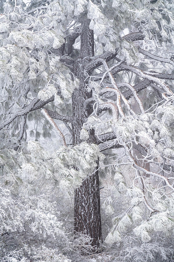 Snowy Pine Photograph by Lawrence Pallant