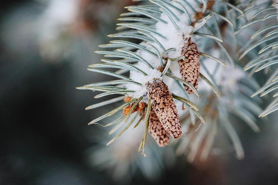 Nature Photograph - Snowy Pinecones by Kamie Stephen Nature Photograph - Snowy Pinecones by Kamie Stephen