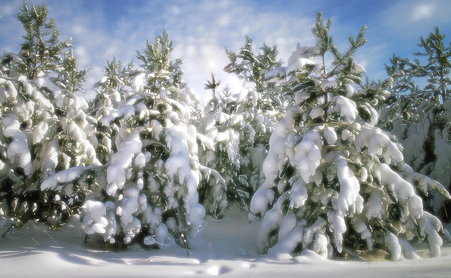 Snowy pines Photograph by John Bartosik