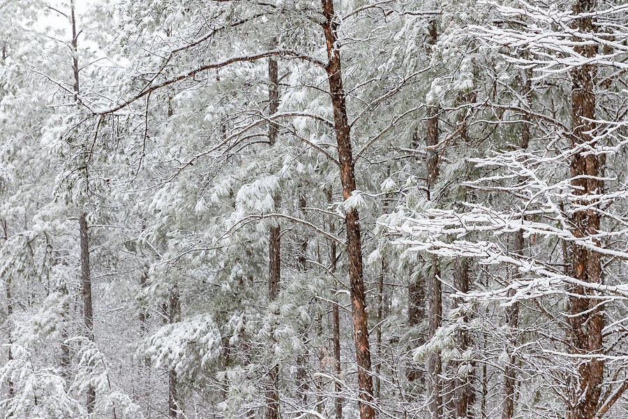 Snowy Pines Photograph by Joni Eskridge