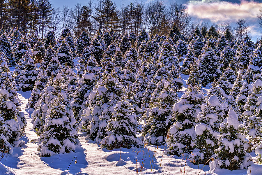 Christmas Photograph - Snowy Pines  by Rick Berk