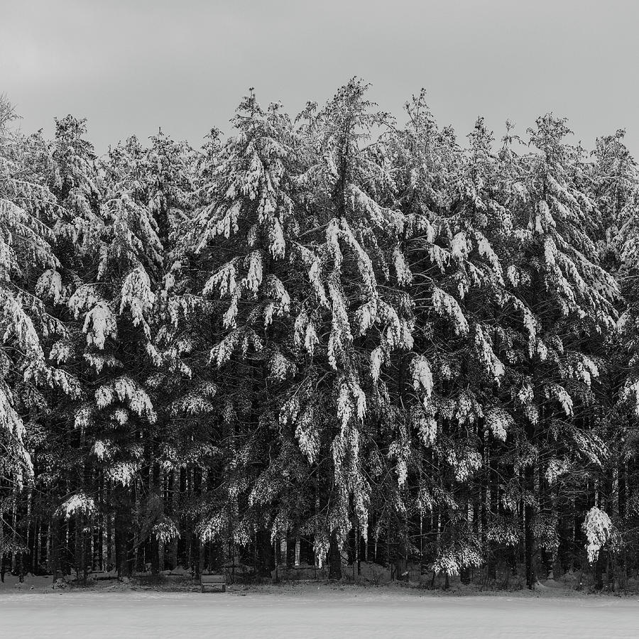 Snowy Pines Photograph