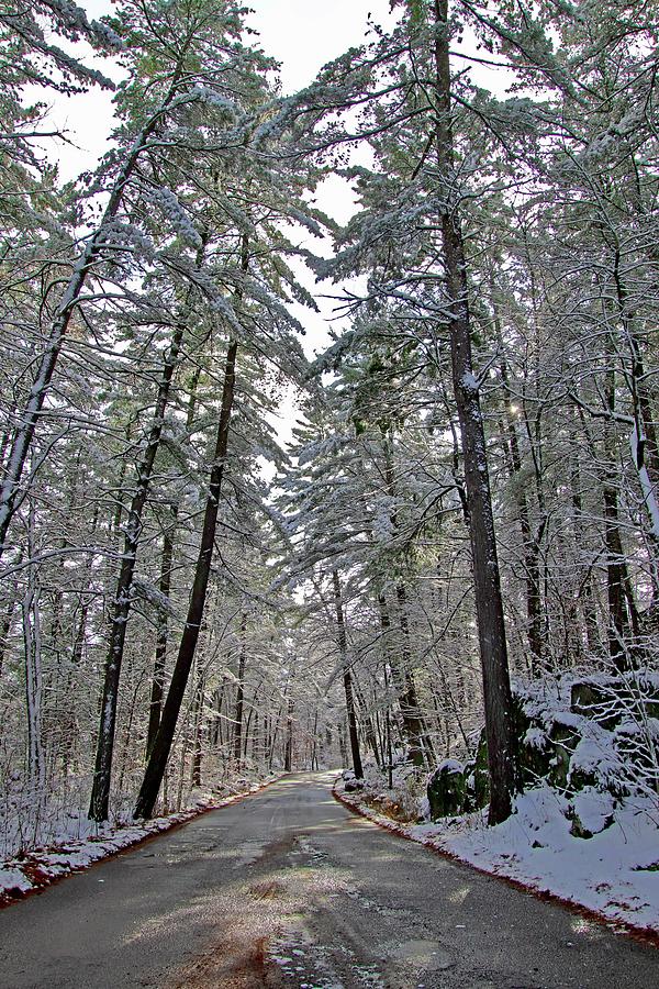 Snowy Pines Photograph by Sarah Lilja