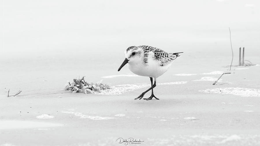Snowy Plover black and white Photograph by Debby Richards