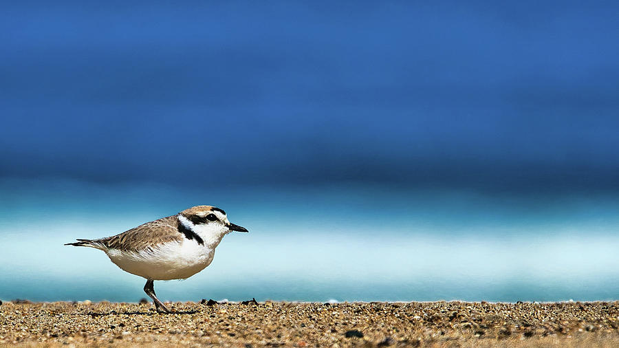 Snowy Plover on Monterey Bay by Richard James Photograph by California Coastal Commission