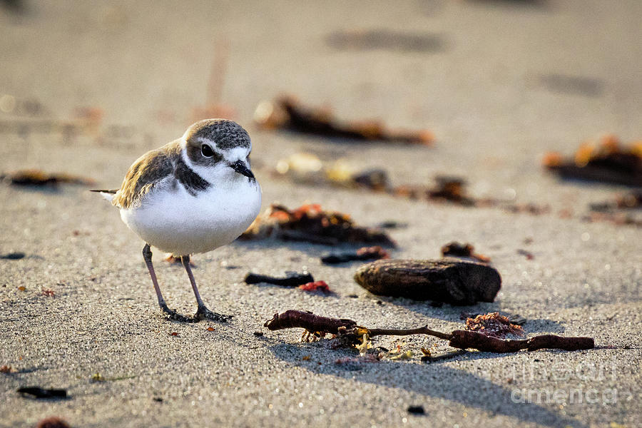 Snowy Plover Photograph by Vincent Bonafede