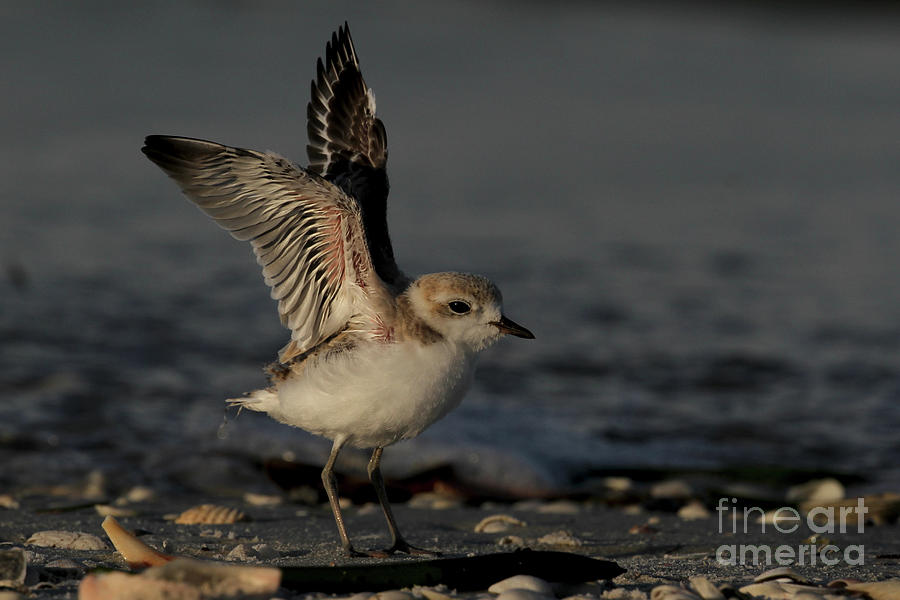 Snowy Plover Wingersizing Photograph