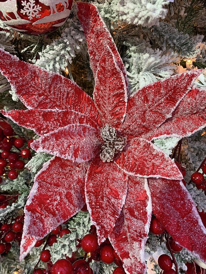 Snowy Poinsettia  Photograph by Brenna Woods
