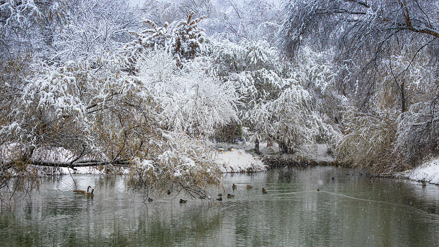 Snowy Pond Photograph by Mark Mille
