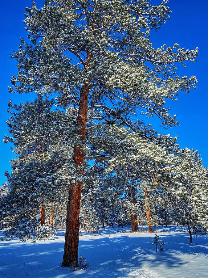 Snowy Ponderosa Pine Photograph by Dan Miller