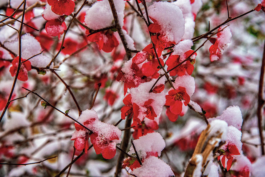 Snowy Quince Photograph by John Harding