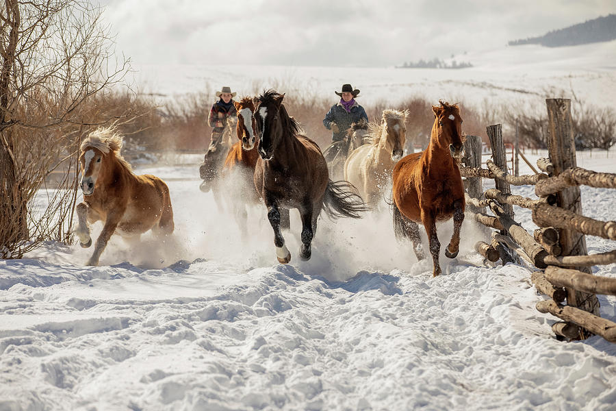Horse Photograph - Snowy Ranch Horse Run by Dawn Key