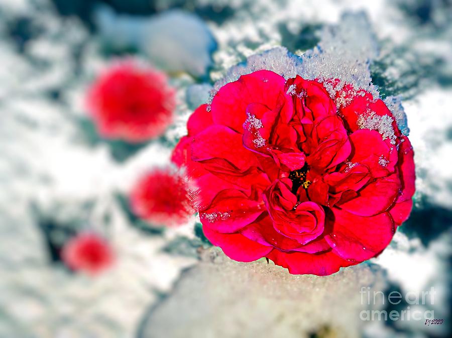 Rose Mixed Media - Snowy Red Rose Flower by Daniel Janda