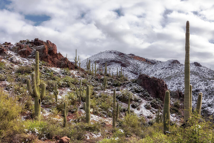 Snowy Remnants in the Sonoran Photograph by Rick Furmanek