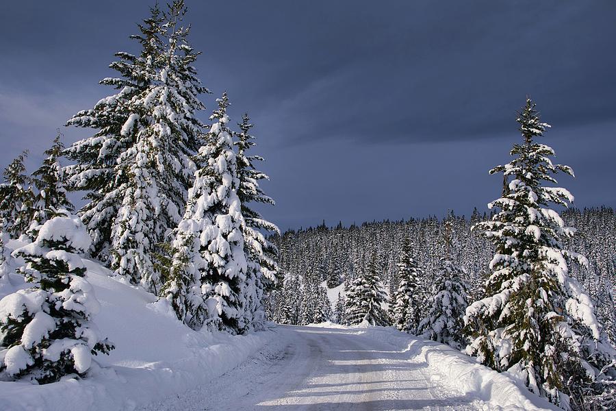 Snowy road Photograph by Lynn Hopwood