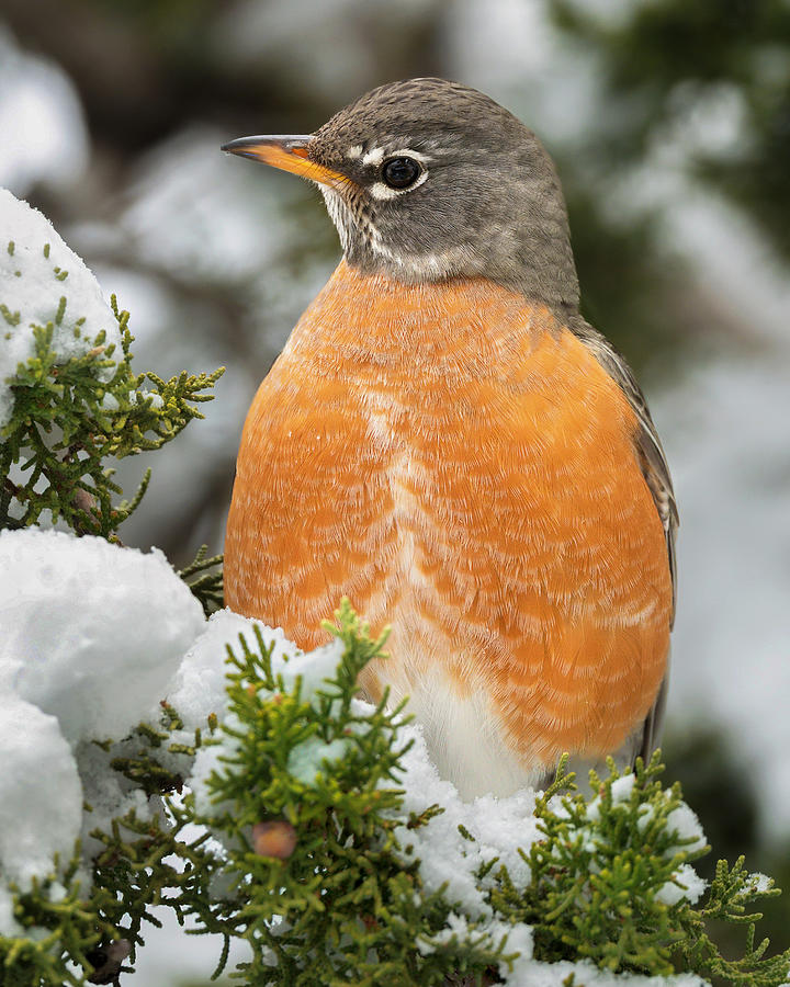 Snowy Robin. Photograph by Paul Martin