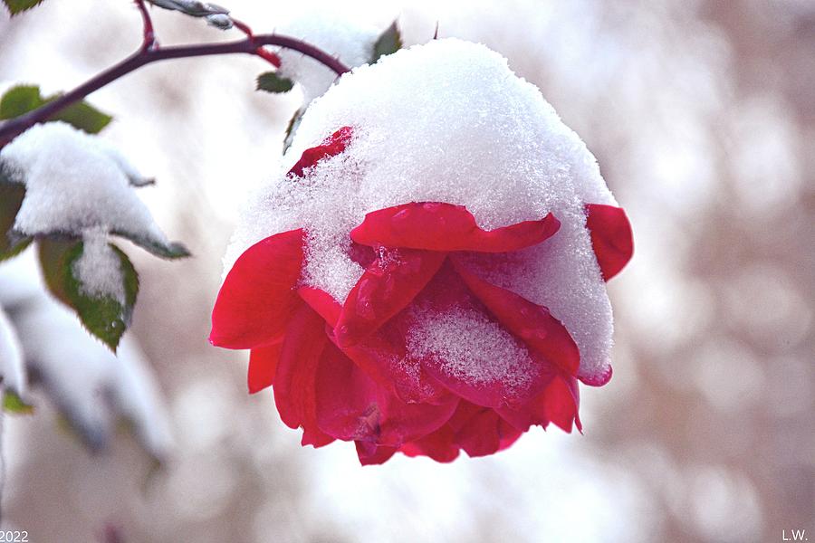 Snowy Rose Photograph by Lisa Wooten