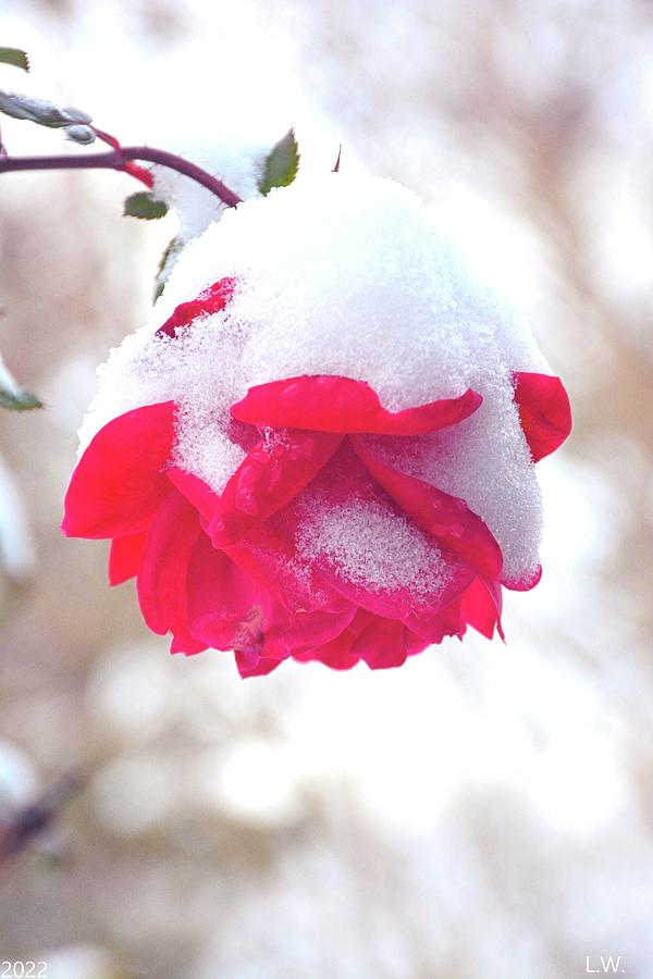 Snowy Rose Vertical Photograph by Lisa Wooten
