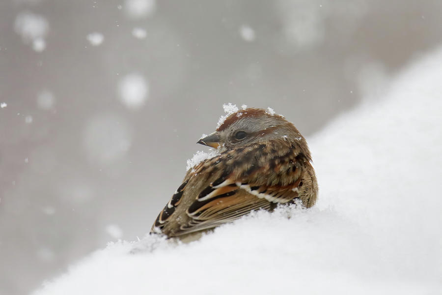 Snowy Sparrow Photograph by Brook Burling
