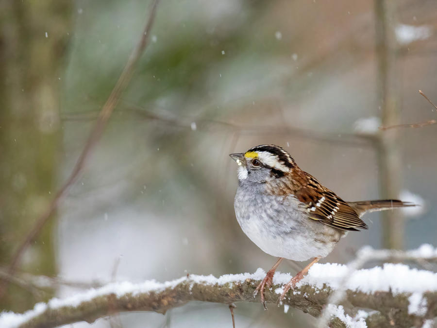 Snowy Sparrow Photograph by Rachel Morrison