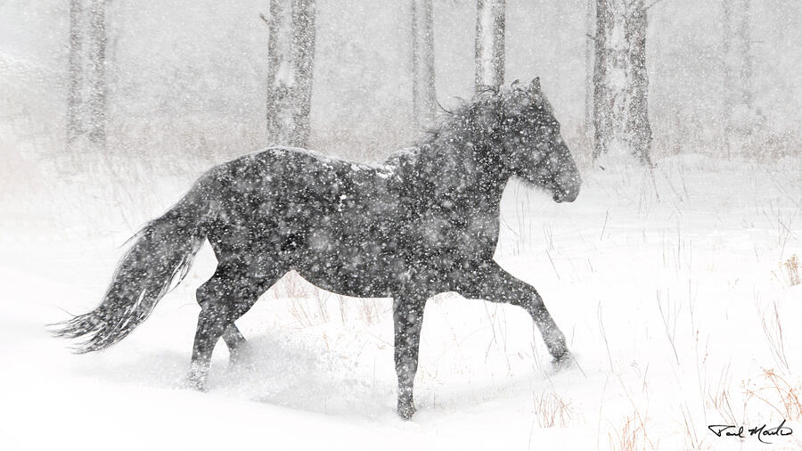 Snowy Stallion. Photograph by Paul Martin