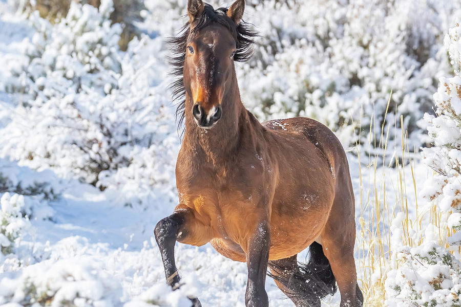 Snowy Stallion Portrait  Photograph by Marc Crumpler