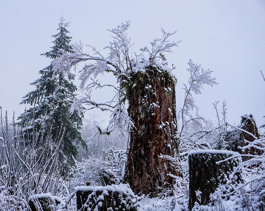 Snowy Stump Photograph by Peggy McCormick