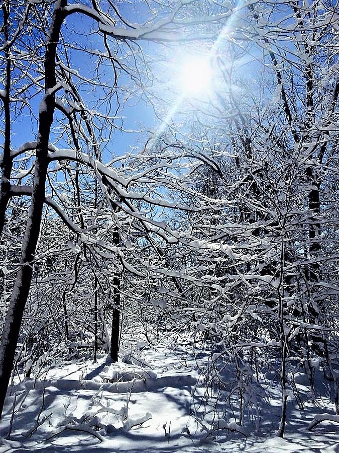 Snowy Sun Flare Appears in the Blue Sky while the Snow Covers the Trees ...